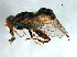  (Anasimyia bilinearis - PROBE-TW0020)  @14 [ ] CreativeCommons - Attribution (2009) Unspecified Centre for Biodiversity Genomics