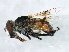  ( - PROBE-TW0068)  @13 [ ] CreativeCommons - Attribution (2009) Unspecified Centre for Biodiversity Genomics