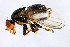  (Parapiophila sp. TAW2 - PROBE-TW0108)  @15 [ ] CreativeCommons - Attribution (2009) Unspecified Centre for Biodiversity Genomics