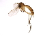  (Brevicornu bellum - PROBE-TW0328)  @14 [ ] CreativeCommons - Attribution (2009) Unspecified Centre for Biodiversity Genomics