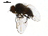  ( - PROBE-TW0388)  @12 [ ] CreativeCommons - Attribution (2009) Unspecified Centre for Biodiversity Genomics
