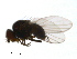  ( - PROBE-TW0390)  @13 [ ] CreativeCommons - Attribution (2009) Unspecified Centre for Biodiversity Genomics