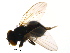  (Lonchaea sp. TAW1 - PROBE-TW0407)  @12 [ ] CreativeCommons - Attribution (2009) Unspecified Centre for Biodiversity Genomics