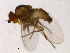  (Phytoliriomyza miki - PROBE-TW0410)  @12 [ ] CreativeCommons - Attribution (2009) Unspecified Centre for Biodiversity Genomics
