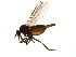  ( - PROBE-TW0427)  @13 [ ] CreativeCommons - Attribution (2009) Unspecified Centre for Biodiversity Genomics