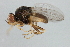  ( - MTDIC-0076)  @13 [ ] CreativeCommons - Attribution (2009) Unspecified Centre for Biodiversity Genomics
