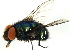  (Lucilia illustris - MTDIC-0101)  @15 [ ] CreativeCommons - Attribution (2009) Unspecified Centre for Biodiversity Genomics
