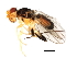  (Gaurax sp. TAW3 - MTDIC-0141)  @13 [ ] CreativeCommons - Attribution (2009) Unspecified Centre for Biodiversity Genomics