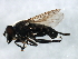  ( - MTDIC-0195)  @12 [ ] CreativeCommons - Attribution (2009) Unspecified Centre for Biodiversity Genomics