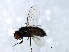  ( - MTDIC-0217)  @12 [ ] CreativeCommons - Attribution (2009) Unspecified Centre for Biodiversity Genomics