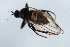  ( - PROBE-TW0176)  @11 [ ] CreativeCommons - Attribution (2009) Unspecified Centre for Biodiversity Genomics