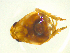  (Scolypopa - NZAC03046890)  @11 [ ] No Rights Reserved (2025) Unspecified Landcare Research, New Zealand Arthropod Collection