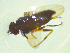  ( - NZAC03047304)  @11 [ ] No Rights Reserved (2025) Unspecified Landcare Research, New Zealand Arthropod Collection