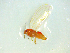  (Powellia - NZAC03047631)  @11 [ ] No Rights Reserved (2025) Unspecified Landcare Research, New Zealand Arthropod Collection
