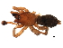  (Haplodrassus hiemalis - 07PROBE-06503)  @13 [ ] CreativeCommons - Attribution (2009) Unspecified Centre for Biodiversity Genomics