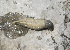  ( - TxExDU0040-2)  @11 [ ] CreativeCommons - Attribution Share-Alike (2019) Unspecified Taxon Expeditions B.V.