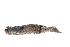  ( - TxExDU0040-2)  @11 [ ] CreativeCommons - Attribution Share-Alike (2019) Unspecified Taxon Expeditions B.V.