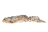  ( - TxExDU0040-2)  @11 [ ] CreativeCommons - Attribution Share-Alike (2019) Unspecified Taxon Expeditions B.V.