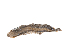  ( - TxExDU0040-2)  @11 [ ] CreativeCommons - Attribution Share-Alike (2019) Unspecified Taxon Expeditions B.V.
