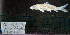  (Cycleptinae - CE1-KWC18-05)  @11 [ ] CreativeCommons - Attribution Share-Alike (2025) Kevin W Conway Texas A&M University, College Station