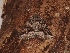  ( - CCDB-32071 A02)  @11 [ ] CreativeCommons - Attribution Non-Commercial Share-Alike (2012) Bold Photography Group Centre for Biodiversity Genomics