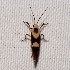  ( - CCDB-30061 A03)  @12 [ ] CreativeCommons - Attribution (2012) Bold Photography Group Centre for Biodiversity Genomics