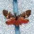  ( - CCDB-30061 A03)  @12 [ ] CreativeCommons - Attribution (2012) Bold Photography Group Centre for Biodiversity Genomics