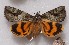  ( - CCDB-32071 A06)  @13 [ ] CreativeCommons - Attribution Non-Commercial Share-Alike (2012) Bold Photography Group Centre for Biodiversity Genomics