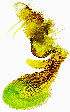  ( - CCDB-34609 A12)  @11 [ ] CreativeCommons - Attribution Non-Commercial Share-Alike (2012) Bold Photography Group Centre for Biodiversity Genomics