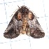 ( - CCDB-30061 B07)  @11 [ ] CreativeCommons - Attribution (2012) Bold Photography Group Centre for Biodiversity Genomics