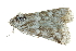  ( - BIOUG13574-A03)  @12 [ ] CreativeCommons - Attribution (2015) CBG Photography Group Centre for Biodiversity Genomics