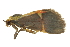  ( - BIOUG13574-C04)  @11 [ ] CreativeCommons - Attribution (2015) CBG Photography Group Centre for Biodiversity Genomics
