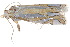  ( - BIOUG21703-E05)  @11 [ ] CreativeCommons - Attribution (2015) CBG Photography Group Centre for Biodiversity Genomics