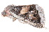  ( - BIOUG21703-E10)  @14 [ ] CreativeCommons - Attribution (2015) CBG Photography Group Centre for Biodiversity Genomics
