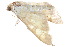  ( - BIOUG21703-F12)  @13 [ ] CreativeCommons - Attribution (2015) CBG Photography Group Centre for Biodiversity Genomics