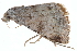 ( - BIOUG21703-G05)  @14 [ ] CreativeCommons - Attribution (2015) CBG Photography Group Centre for Biodiversity Genomics
