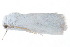  ( - BIOUG21703-H02)  @13 [ ] CreativeCommons - Attribution (2015) CBG Photography Group Centre for Biodiversity Genomics