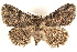  (Zale edusina - BIOUG26825-A05)  @15 [ ] CreativeCommons - Attribution (2016) CBG Photography Group Centre for Biodiversity Genomics