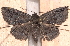  ( - BIOUG26825-A06)  @14 [ ] CreativeCommons - Attribution (2016) CBG Photography Group Centre for Biodiversity Genomics