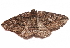  ( - BIOUG26825-B01)  @13 [ ] CreativeCommons - Attribution (2016) CBG Photography Group Centre for Biodiversity Genomics