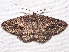  ( - BIOUG26825-B02)  @13 [ ] CreativeCommons - Attribution (2016) CBG Photography Group Centre for Biodiversity Genomics