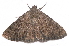  (Matigramma rubrosuffusa - BIOUG26825-B12)  @14 [ ] CreativeCommons - Attribution (2016) CBG Photography Group Centre for Biodiversity Genomics
