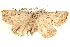  ( - BIOUG26825-C04)  @14 [ ] CreativeCommons - Attribution (2016) CBG Photography Group Centre for Biodiversity Genomics