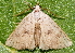  (Pseudorgyia versuta - BIOUG26825-C05)  @14 [ ] CreativeCommons - Attribution (2016) CBG Photography Group Centre for Biodiversity Genomics