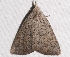  ( - BIOUG26825-C06)  @13 [ ] CreativeCommons - Attribution (2016) CBG Photography Group Centre for Biodiversity Genomics