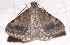  ( - BIOUG26825-C11)  @13 [ ] CreativeCommons - Attribution (2016) CBG Photography Group Centre for Biodiversity Genomics