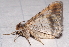  ( - BIOUG26825-C11)  @13 [ ] CreativeCommons - Attribution (2016) CBG Photography Group Centre for Biodiversity Genomics