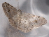  ( - BIOUG26825-C12)  @13 [ ] CreativeCommons - Attribution (2015) Ann Hendrickson Centre for Biodiversity Genomics