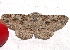  ( - BIOUG26825-D01)  @13 [ ] CreativeCommons - Attribution (2016) CBG Photography Group Centre for Biodiversity Genomics