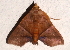  ( - BIOUG26825-D02)  @13 [ ] CreativeCommons - Attribution (2016) CBG Photography Group Centre for Biodiversity Genomics